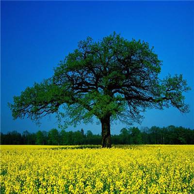 《快乐王子》：成为一棵健康的树，撑起自己的苍穹
